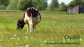  Presentation with cow - Cool new presentation design with village scene - cow on the open field backdrop and a gold colored foreground