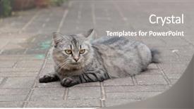  Presentation with nsw street - Beautiful PPT layouts featuring ville nice - street cat sit backdrop and a gray colored foreground