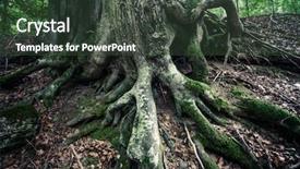  Presentation with tree roots - Cool new slides with vinatovaca in serbia east europe backdrop and a  colored foreground