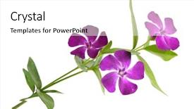  Presentation with bloom - Beautiful PPT theme featuring vinca major periwinkle in bloom against a green background backdrop and a white colored foreground