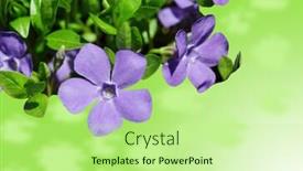  Presentation with bloom - Slides with vinca minor periwinkle in bloom background and a mint green colored foreground