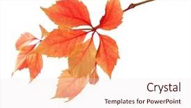  Presentation with branch - Colorful presentation theme enhanced with vine branches - branch of autumn leaves isolated backdrop and a sky blue colored foreground