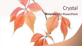  Presentation with autumn leaves - Presentation theme with vine branches - branch of autumn leaves isolated background and a lemonade colored foreground