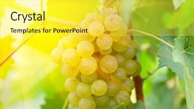  Presentation with grapevine - PPT layouts enhanced with vine branches - close-up of a bunch background and a yellow colored foreground