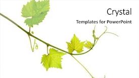  Presentation with grapevine - Presentation theme enhanced with vine branches - fresh tip of grapevine branch background and a white colored foreground