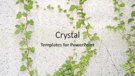  Presentation with fall leaves border white - Beautiful slide deck featuring vine branches - ivy leaves isolated backdrop and a soft green colored foreground