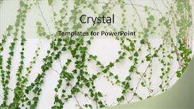  Presentation with vine - Audience pleasing presentation design consisting of vine branches - ivy leaves on wall backdrop and a mint green colored foreground