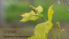  Presentation with vine - PPT theme enhanced with vine-flowers-in-spring-vineyard background and a gold colored foreground