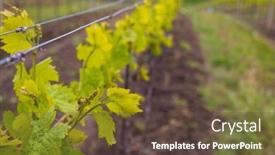  Presentation with czech republic - Presentation theme featuring vine-flowers-in-spring-vineyard background and a tawny brown colored foreground