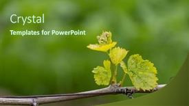  Presentation with czech republic - Theme featuring vine-flowers-in-spring-vineyard background and a tawny brown colored foreground