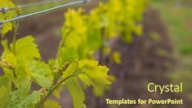  Presentation with vine - Slide set consisting of vine-flowers-in-spring-vineyard background and a tawny brown colored foreground