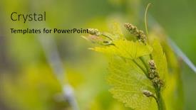  Presentation with vine - Presentation with vine-flowers-in-spring-vineyard background and a gold colored foreground