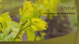  Presentation with vine - PPT layouts having vine-flowers-in-spring-vineyard background and a gold colored foreground