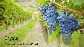  Presentation with vine wine - Colorful theme enhanced with vine grapes for red wine backdrop and a yellow colored foreground