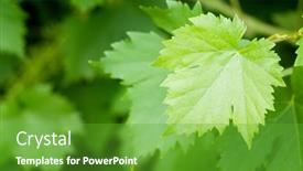  Presentation with grape vine - Presentation consisting of vine-growing-in-vineyard-grape background and a shamrock green colored foreground
