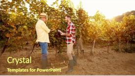  Presentation with grape vine - Colorful PPT theme enhanced with vine in vineyard- inspecting grape backdrop and a tawny brown colored foreground