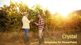  Presentation with grape vine - PPT theme consisting of vine in vineyard- inspecting grape background and a tawny brown colored foreground