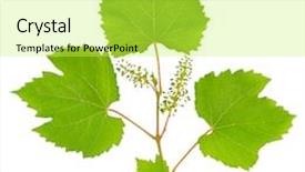  Presentation with vine - PPT layouts enhanced with fresh sliced rye bread loaf isolated on white background cutout background and a tawny brown colored foreground