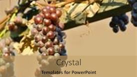  Presentation with vine - Theme with vine of grapes under the sun background and a coral colored foreground