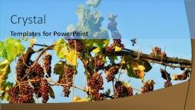  Presentation with vine - Slides enhanced with vine of grapes under the sun background and a light blue colored foreground