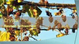 Presentation with vine - Amazing theme having vine of grapes under the sun backdrop and a tawny brown colored foreground