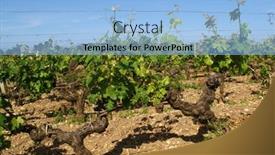 Presentation with vine - Presentation design consisting of vine plantation background and a light blue colored foreground