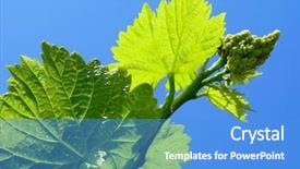  Presentation with grape vine - Amazing presentation theme having vine sprout with young grape backdrop and a teal colored foreground