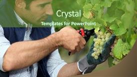  Presentation with grape - Audience pleasing PPT theme consisting of vine yard - grape-picker in vineyard with clippers backdrop and a tawny brown colored foreground