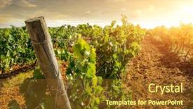  Presentation with distribution light - Colorful slide set enhanced with vine yard - landscape of countryside with vineyard backdrop and a tawny brown colored foreground