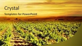  Presentation with organic fruits and leafy greens - Theme enhanced with vine yard - vineyard autumn landscape bright sunset background and a yellow colored foreground