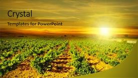  Presentation with vineyard - Presentation theme having vine yard - vineyard autumn landscape bright sunset background and a gold colored foreground