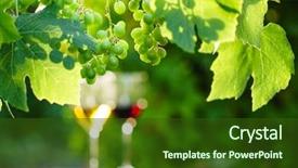  Presentation with growing - Beautiful presentation theme featuring vine yard - wine with grapes growing backdrop and a tawny brown colored foreground
