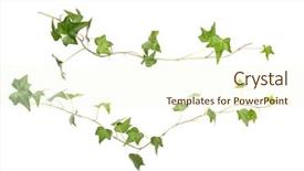  Presentation with white green - PPT theme enhanced with vine branches - collected green ivy isolated background and a white colored foreground