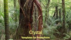  Presentation with jungle - Slides enhanced with vines grow up large tree background and a  colored foreground