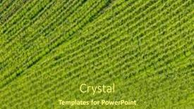  Presentation with vineyard - PPT theme having vineyard at the austrian slovenian border in styria background and a tawny brown colored foreground