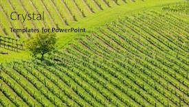  Presentation with vineyard - Beautiful theme featuring vineyard-at-the-austrian-slovenian backdrop and a yellow colored foreground