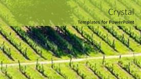  Presentation with vineyard - PPT theme having vineyard-at-the-austrian-slovenian background and a yellow colored foreground