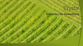  Presentation with border - Presentation theme consisting of vineyard-at-the-austrian-slovenian background and a gold colored foreground