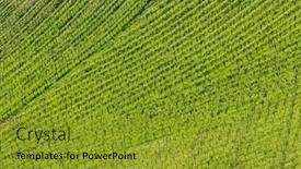  Presentation with vineyard - Slide set having vineyard-at-the-austrian-slovenian background and a gold colored foreground