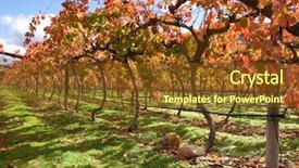  Presentation with cape town south africa - Cool new PPT theme with vineyard cape town area south backdrop and a tawny brown colored foreground