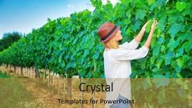  Presentation with cultivate - Presentation theme with vineyard cultivate grape enjoying fruit background and a gold colored foreground