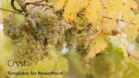  Presentation with vineyard - 