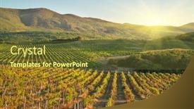  Presentation with agriculture - Theme having vineyard during sunset agriculture and nature landscape background and a tawny brown colored foreground