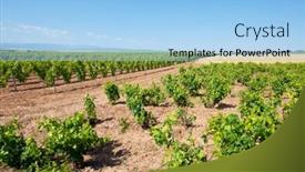  Presentation with vineyard - Beautiful presentation featuring vineyard-in-la-rioja-spain backdrop and a light blue colored foreground