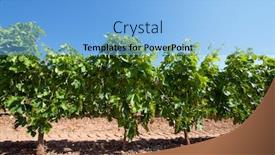  Presentation with vineyard - Colorful presentation theme enhanced with vineyard-in-la-rioja-spain backdrop and a light blue colored foreground