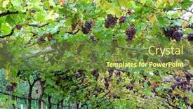  Presentation with vineyard - Presentation design with vineyard-in-lana-south-tyrol background and a tawny brown colored foreground