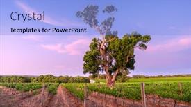  Presentation with vineyard - Beautiful presentation featuring vineyard-in-mclaren-vale-south backdrop and a light blue colored foreground