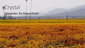  Presentation with napa - Audience pleasing slides consisting of vineyard in napa valley in autumn backdrop and a light gray colored foreground