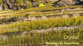  Presentation with vineyard - Audience pleasing slide deck consisting of vineyard-in-sion-region-canton backdrop and a tawny brown colored foreground