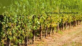  Presentation with vineyard - Slide deck enhanced with vineyard-in-south-jurancon-france background and a gold colored foreground